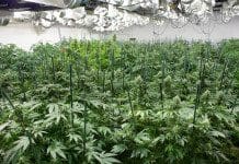 GrowMed University – Learn Hydroponics Grow Med University