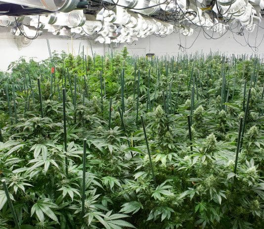 GrowMed University – Learn Hydroponics Grow Med University