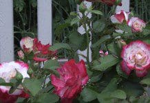 Wildflower Seed – An Easier Gardening Life | NewsWatch Review