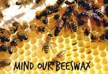 Wi-Hive – Behive Monitoring System | NewsWatch Review