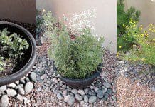 Anew Green – Grow Your Own Garden | NewsWatch Review