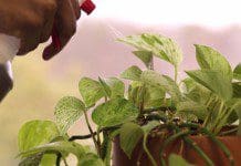 Dr. Willard’s PlantCatalyst – A Nutrition Absorption Enhancer | NewsWatch Review