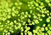 Which College Campuses Are the Most Environmentally Aware – The Top 6 Image of plant