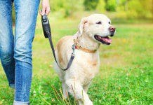 RedBarn – Natural Pate Dog and Cat Food | NewsWatch Review
