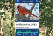Bird Song – Listen and Record to Identify a Birdsong | NewsWatch Review BirdSong