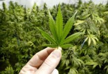 Where the Legalization of Marijuana Stands Today