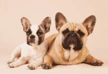 Different Products To Add CBD To Your Pets Routine