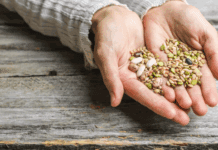 Why Starting from Premium Seeds Makes All the Difference