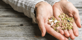 Why Starting from Premium Seeds Makes All the Difference