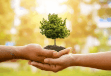 How Tree Care Services Safeguard the Community in Milton, FL