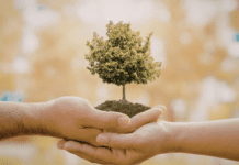 How Proper Tree Care Benefits Communities in Southern Maryland