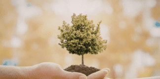 How Proper Tree Care Benefits Communities in Southern Maryland