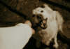 Reducing Pet Allergens at Home, Even If You’re Not Allergic