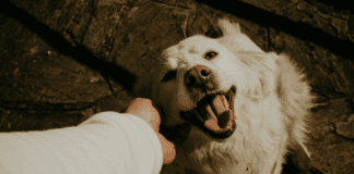 Reducing Pet Allergens at Home, Even If You’re Not Allergic