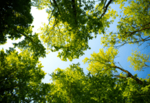 5 Best Tree Service Companies In Jasper, Indiana