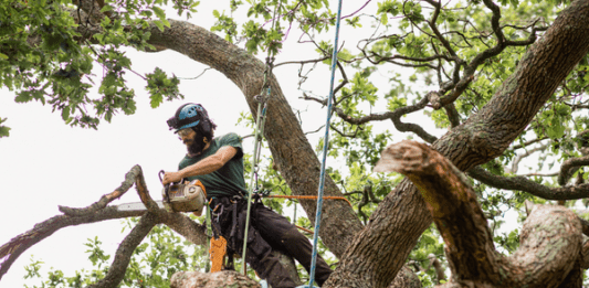 Spartanburg Tree Removal When Upstate Storms Leave a Tree Beyond Saving