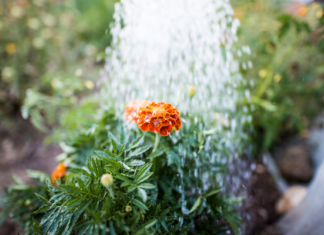 Watering Wand vs. Garden Hose Nozzle: Which Is Better for Your Plants?